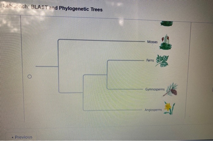 Solved ench: BLAST and Phylogenetic Trees 1 of 1 Part D N. | Chegg.com