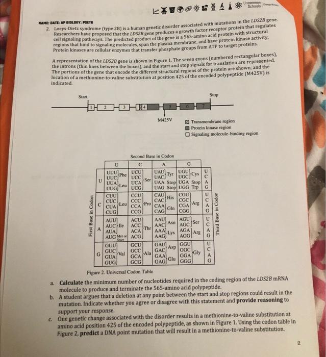 Solved 2. Loeys-Dietz syndrome (type 2B) is a human genetic | Chegg.com