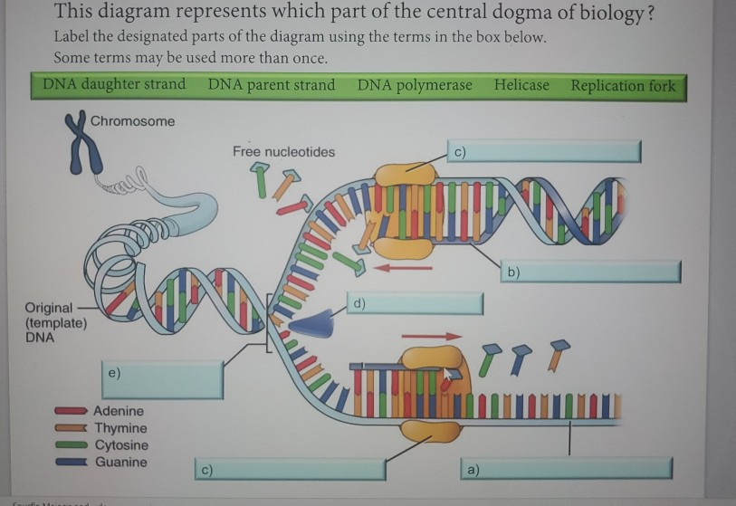 Solved This diagram represents which part of the central | Chegg.com