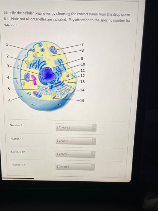 Solved Identify the cellular organelles by choosing the | Chegg.com