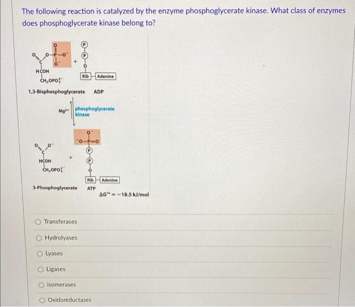 Solved The following reaction is catalyzed by the enzyme | Chegg.com