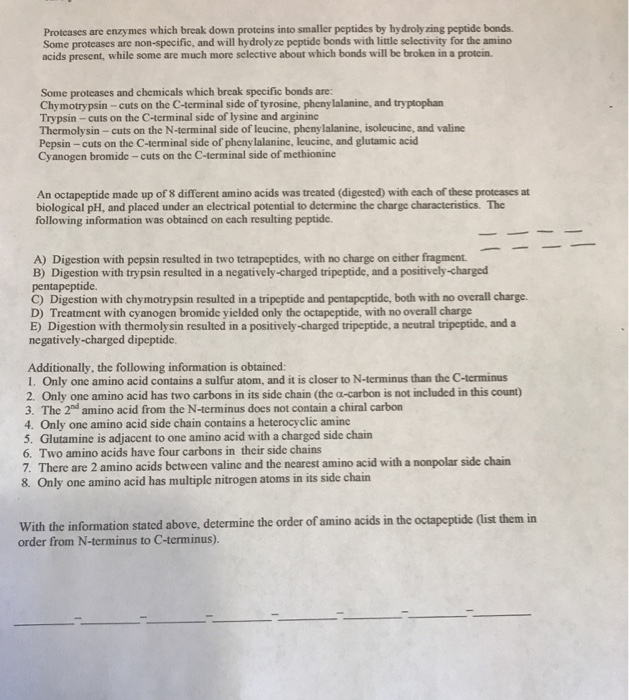 Solved Protcases are enzymes which break down proteins into