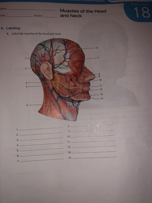 Solved teringa Exercise Nome Muscles of the Head and Neck 18
