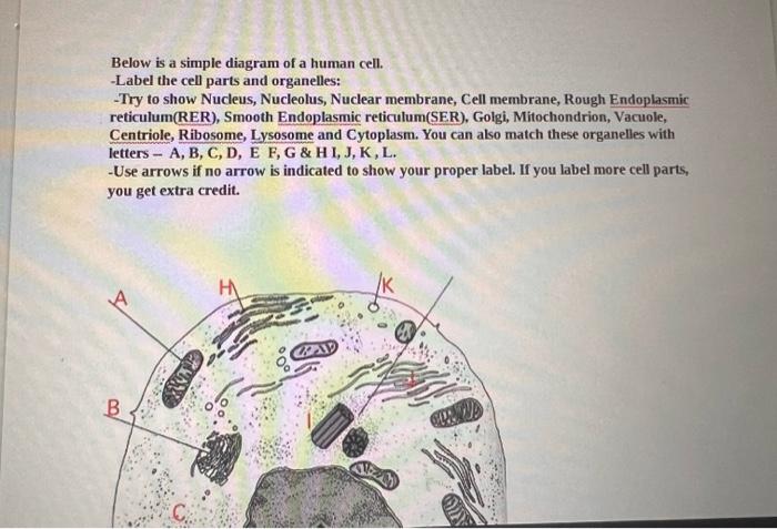 human cell diagram