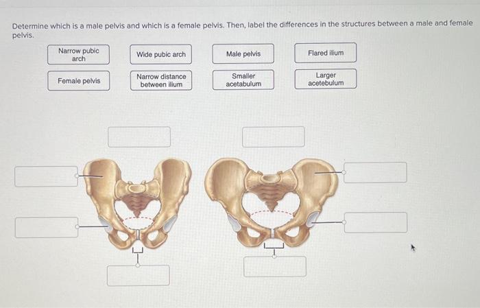 Solved Determine which is a male pelvis and which is a | Chegg.com