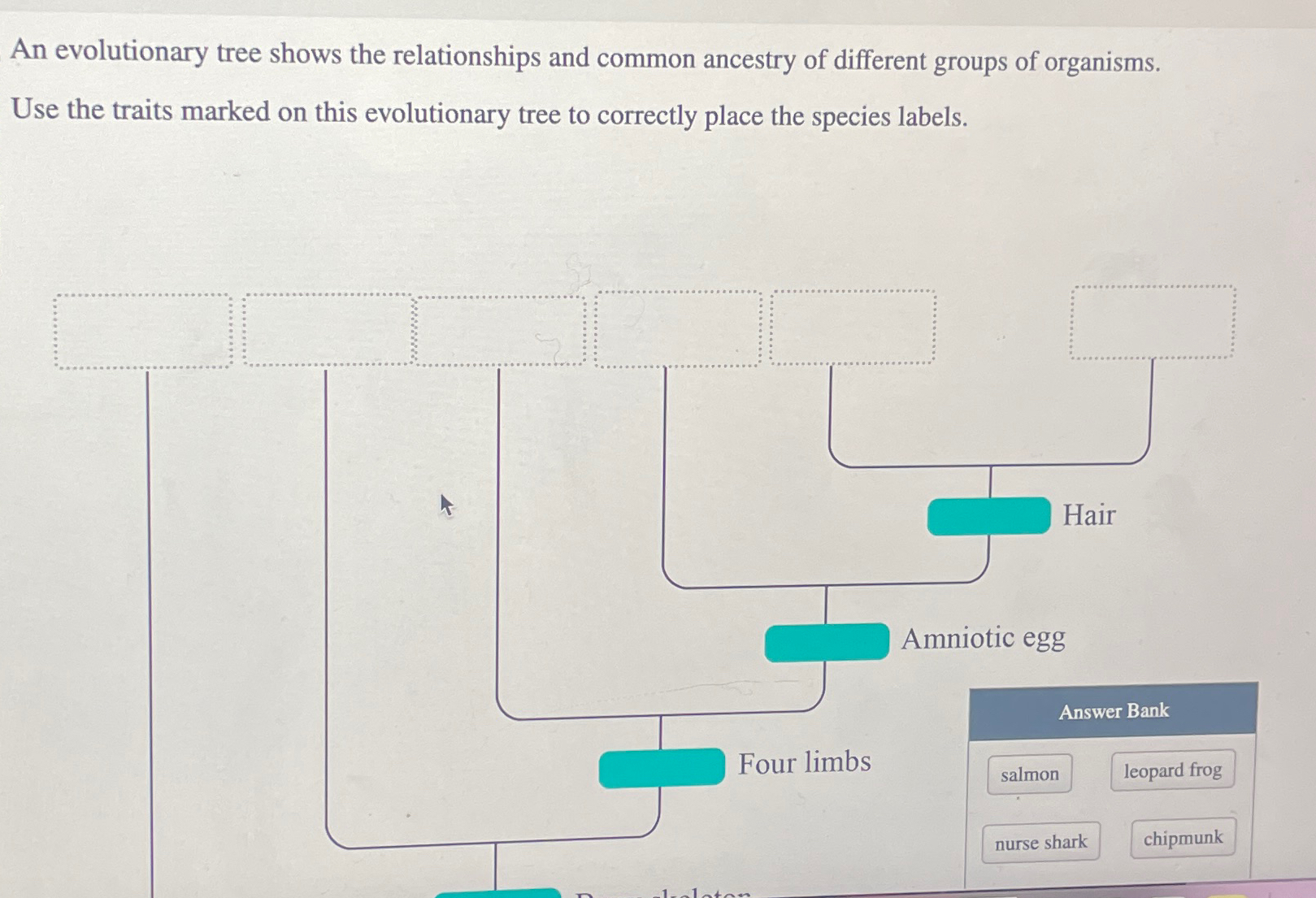 Solved An Evolutionary Tree Shows The Relationships And | Chegg.com