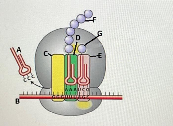 Solved A the tRNA B mRNA strand C the exit site (where the | Chegg.com