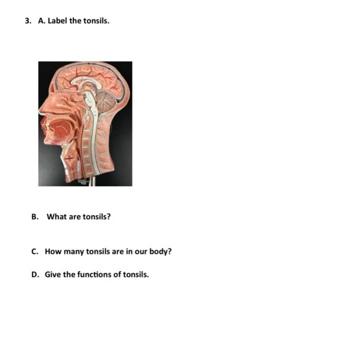 Solved 3. A. Label the tonsils. B. What are tonsils? C. How