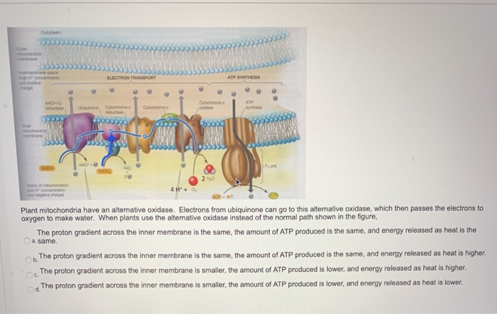 Solved ELECTRON TRANSPORT POSS Plant mitochondria have an | Chegg.com