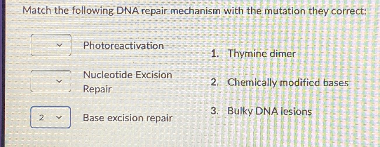 Solved Match the following DNA repair mechanism with the | Chegg.com