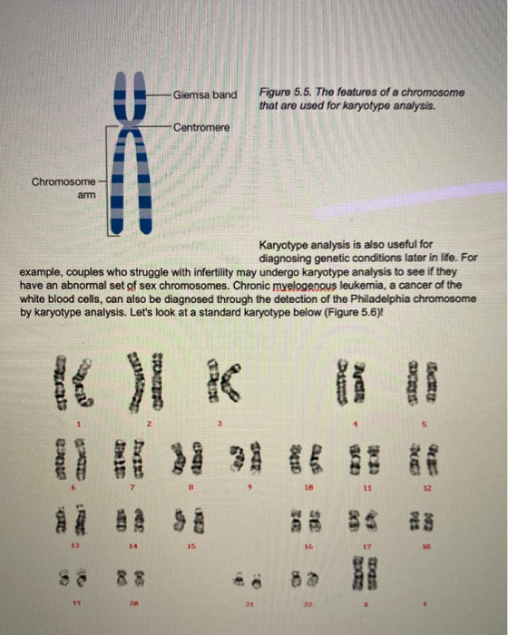 Solved: Chromosome Nucleotides Nucleus OnxD DNA Cell Gene ... | Chegg.com