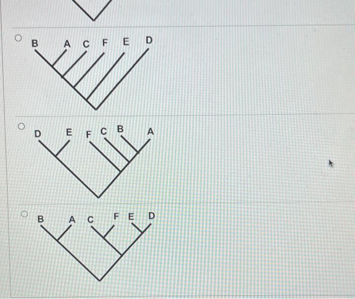 Solved You've found the most parsimonious unrooted tree | Sns-Brigh10