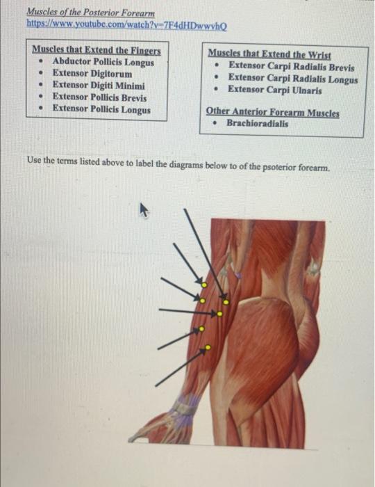 Posterior store forearm muscles