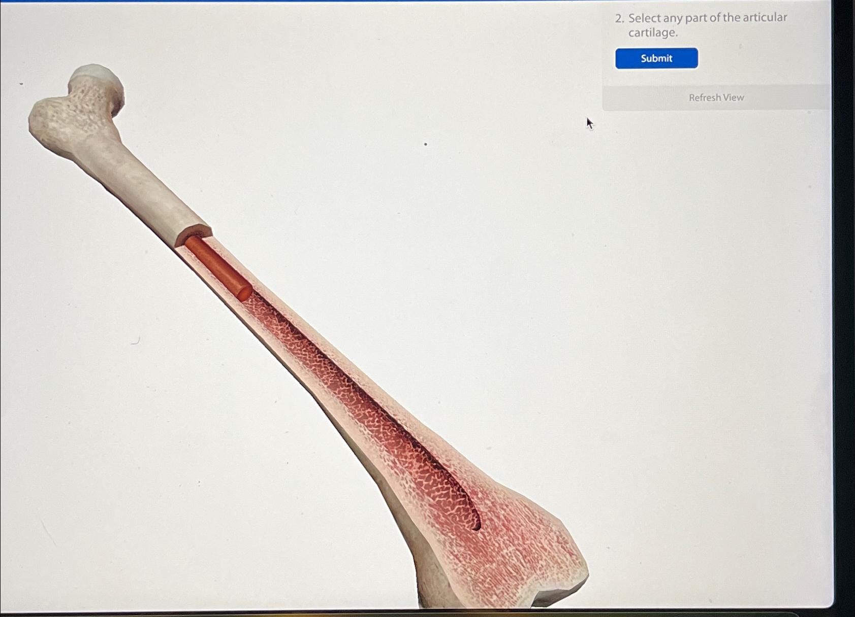 Solved Select any part of the articular cartilage Biology Diagrams