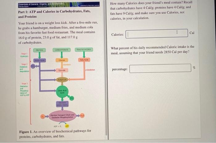 canny calculate protein cholesterol fat calories