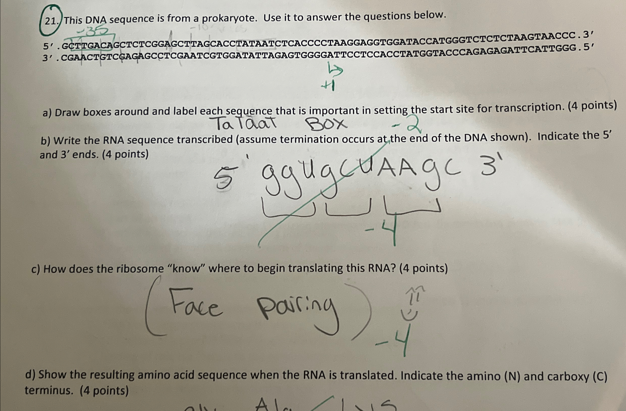 Solved This DNA sequence is from a prokaryote. Use it to | Chegg.com