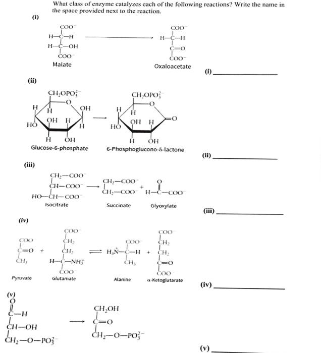 Solved What class of enzyme catalyzes each of the following | Chegg.com