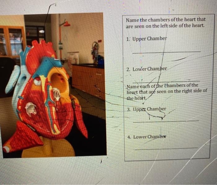 Solved Name the chambers of the heart that are seen on the | Chegg.com