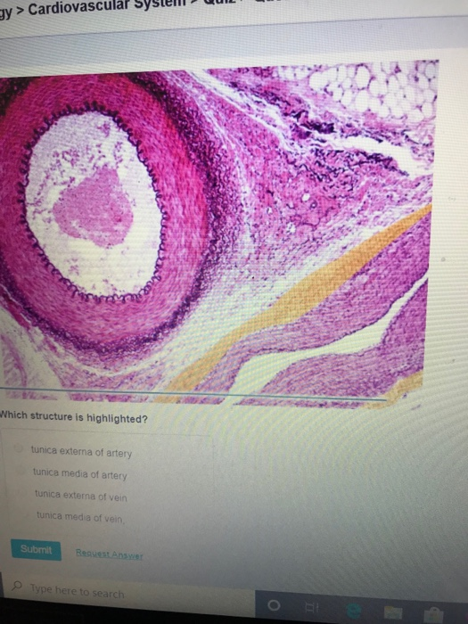 Solved y> Cardiovascular Which structure is highlighted? | Chegg.com