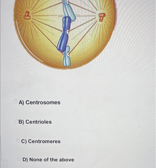 Solved Spindle fibers attach to the A) Centrosomes. B)