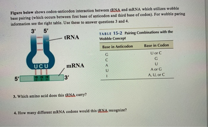 Solved (Figure right) There was a point mutation in the DNA | Chegg.com