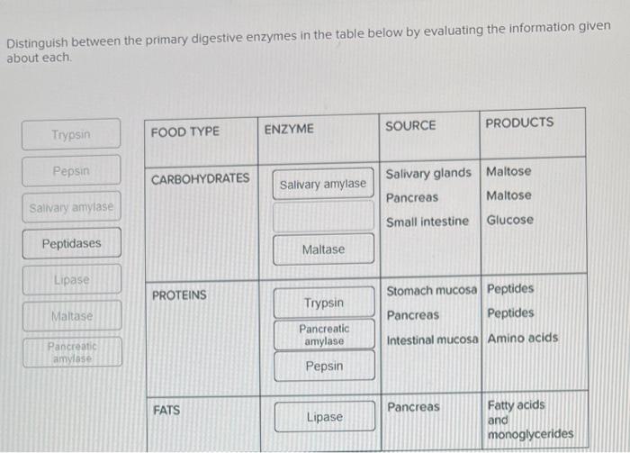 Solved Distinguish between the primary digestive enzymes in | Chegg.com