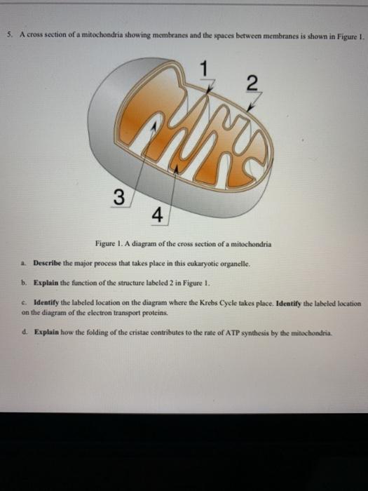 Solved 5. A cross section of a mitochondria showing | Chegg.com