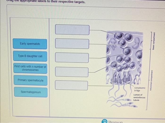 Solved Early spermatids Type B daughter cell First cells | Chegg.com