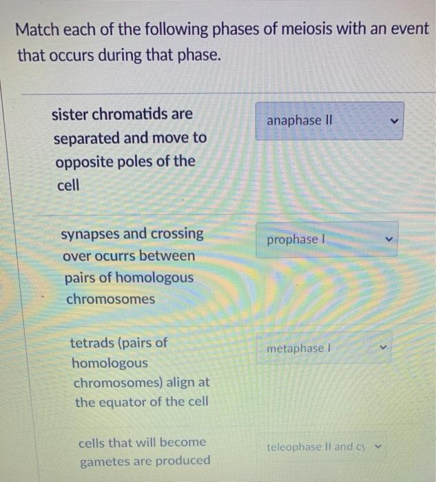 Solved Match each of the following phases of meiosis with an | Chegg.com