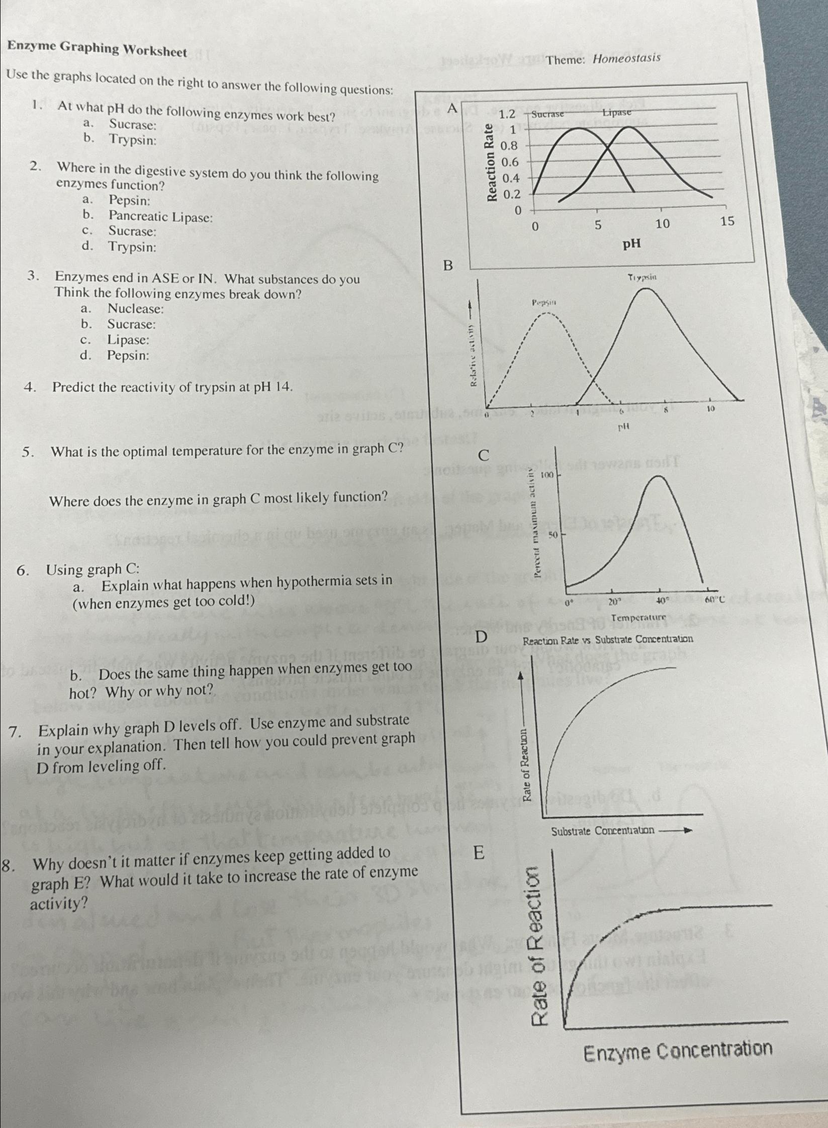 Enzyme Graphing Worksheets