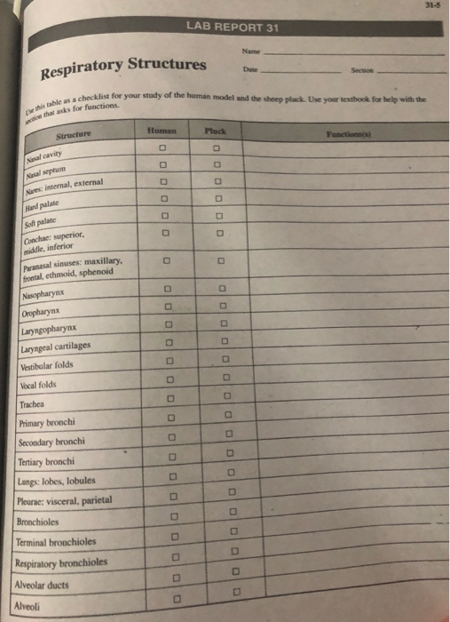 Solved LAB REPORT 31 Nam Respiratory Structures Section | Chegg.com