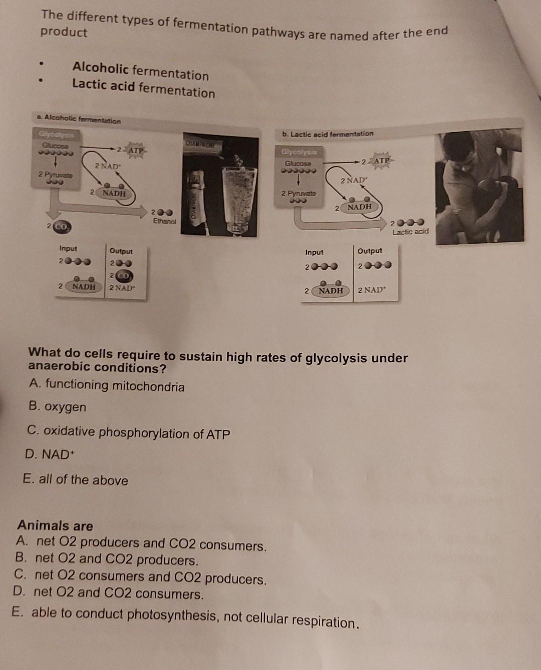 Solved - Cellular respiration includes both aerobic and | Chegg.com