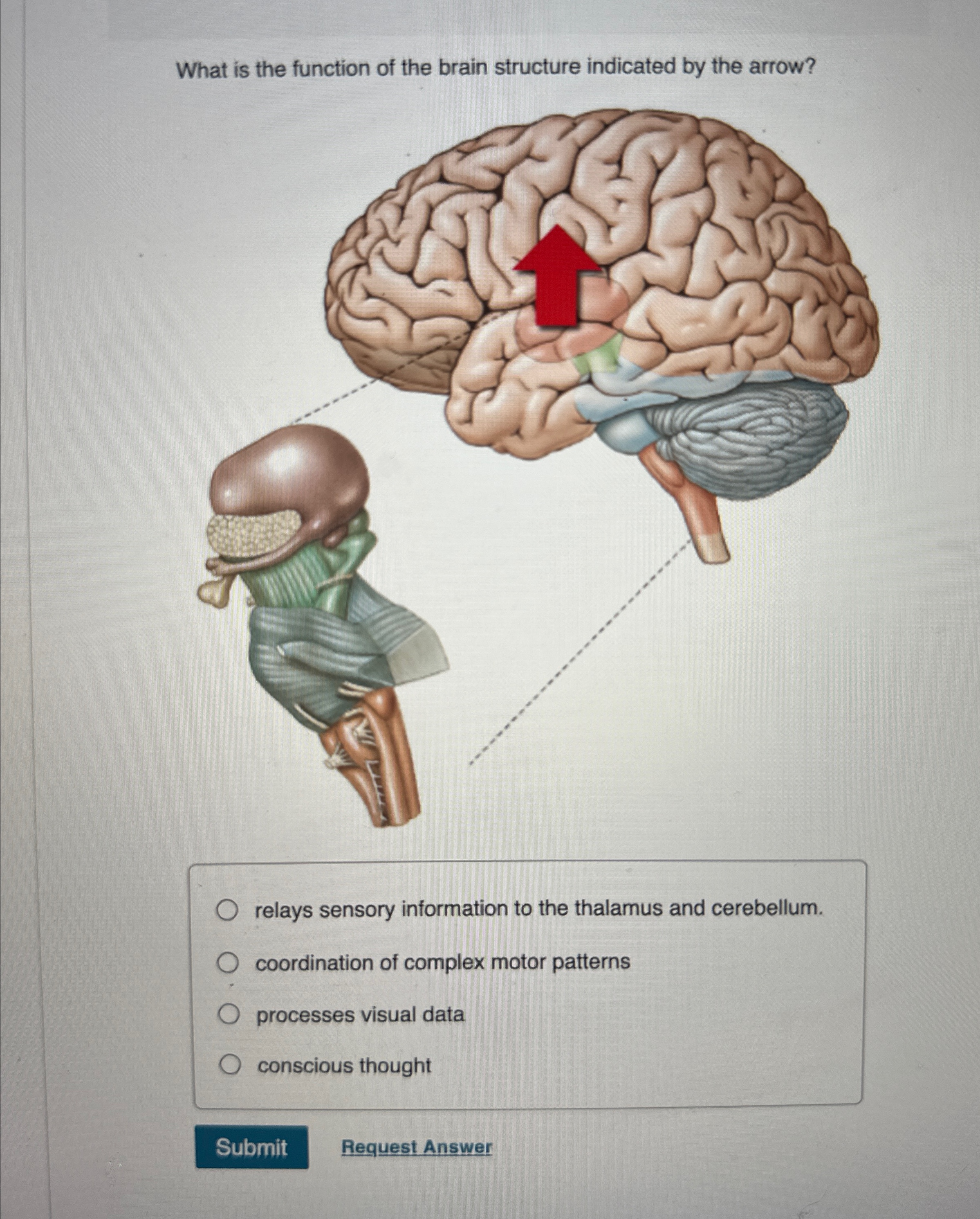Solved What is the function of the brain structure indicated | Chegg.com