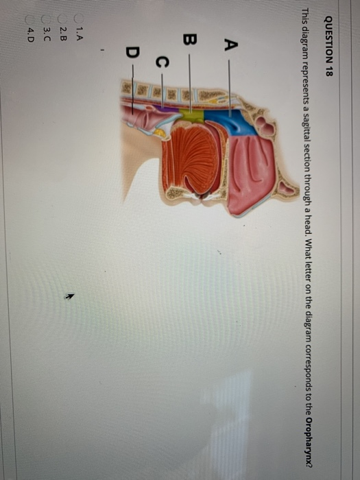 Solved QUESTION 18 This Diagram Represents A Sagittal | Chegg.com