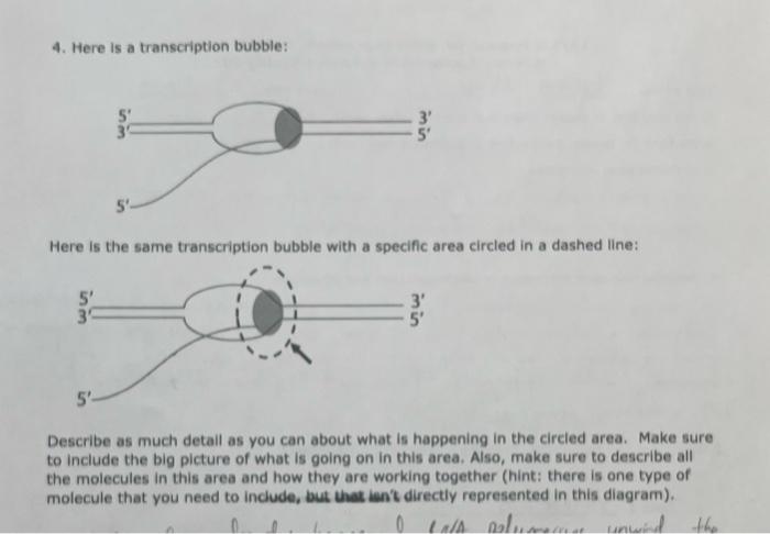 Solved 4. Here is a transcription bubble: Here is the same | Chegg.com