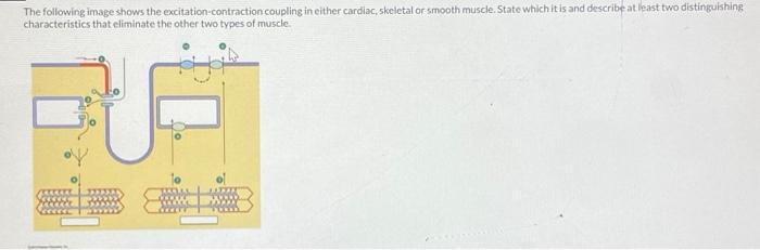Solved The following image shows the excitation-contraction | Chegg.com