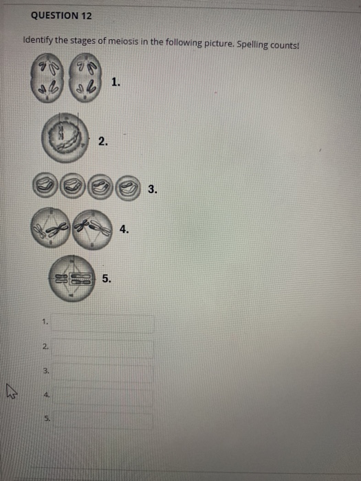 Solved QUESTION 12 Identify the stages of meiosis in the | Chegg.com