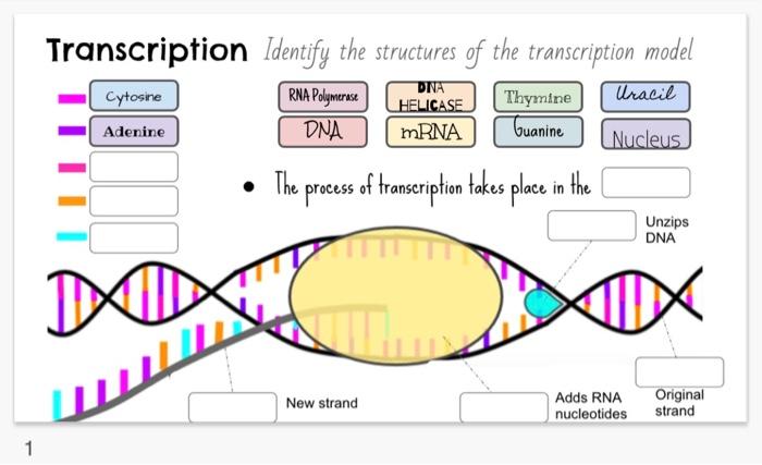 Solved Transcription Identify the structures of the | Chegg.com