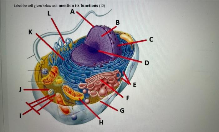 Solved Label the cell given below and mention its functions | Chegg.com