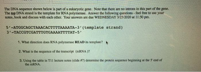 Solved The DNA sequence shown below is part of a eukaryotic | Chegg.com