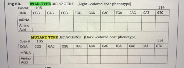 Molecular Geics Of Color Mutations In Rock Pocket Chegg 