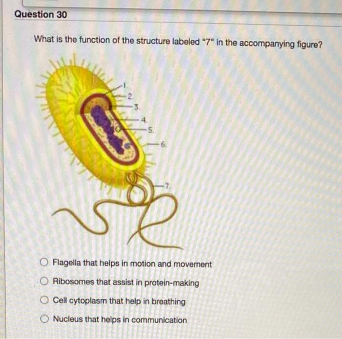 Solved Question 30 What is the function of the structure | Chegg.com