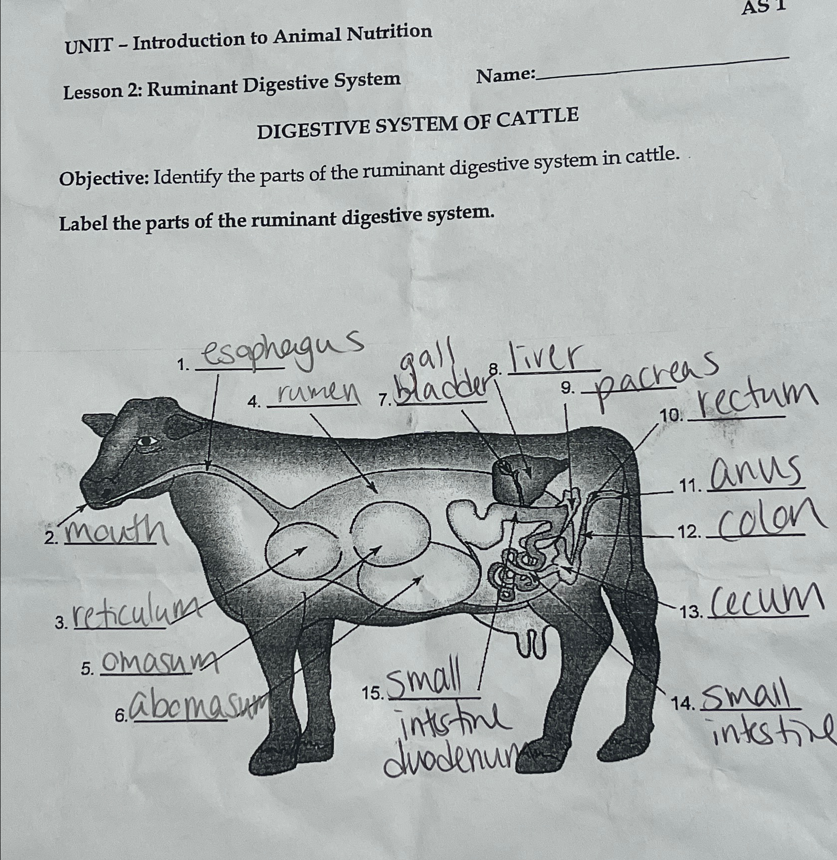 Solved UNIT - ﻿Introduction to Animal NutritionLesson 2: | Chegg.com