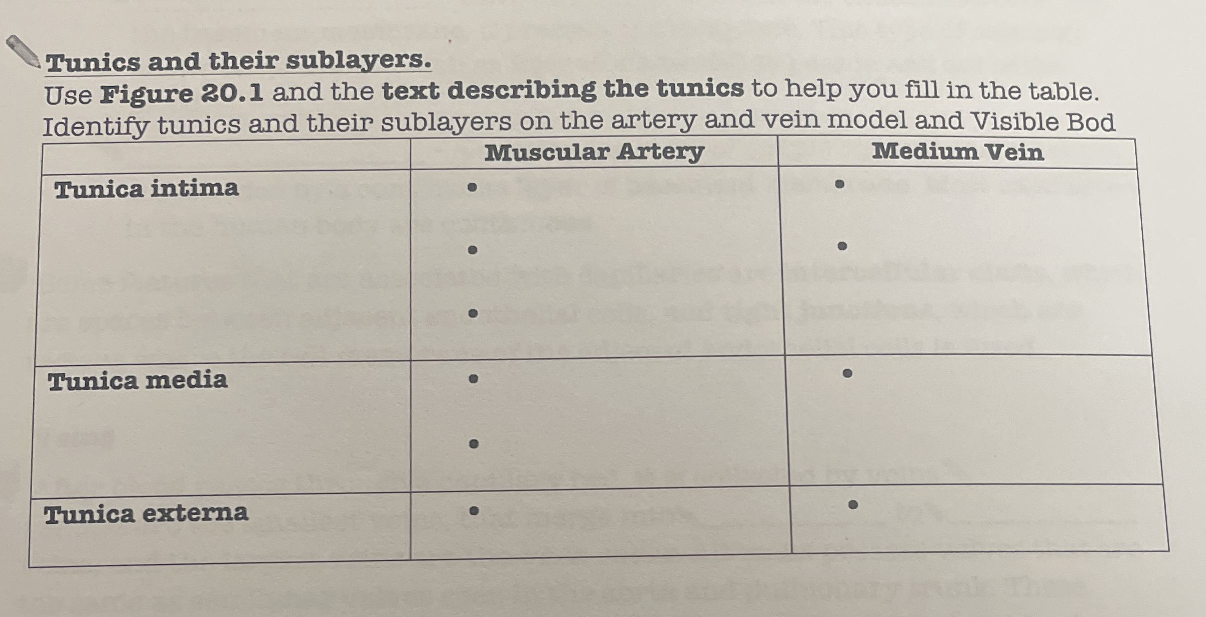 Solved Tunics and their sublayers.Use Figure 20.1 ﻿and the | Chegg.com