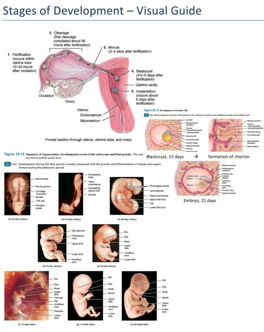 Solved Stages of Conceptus Development Mo- Stage of | Chegg.com