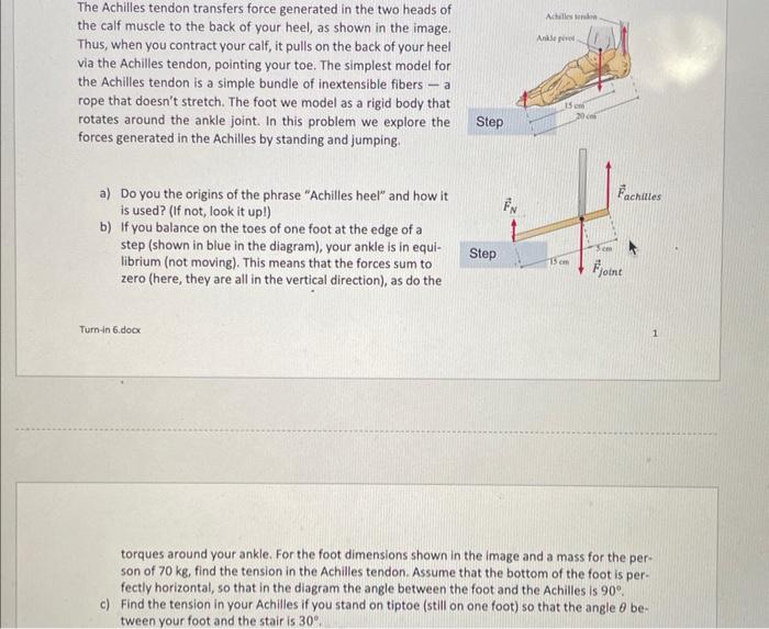 The Achilles tendon transfers force generated in the two heads of the calf muscle to the back of your heel, as shown in the i