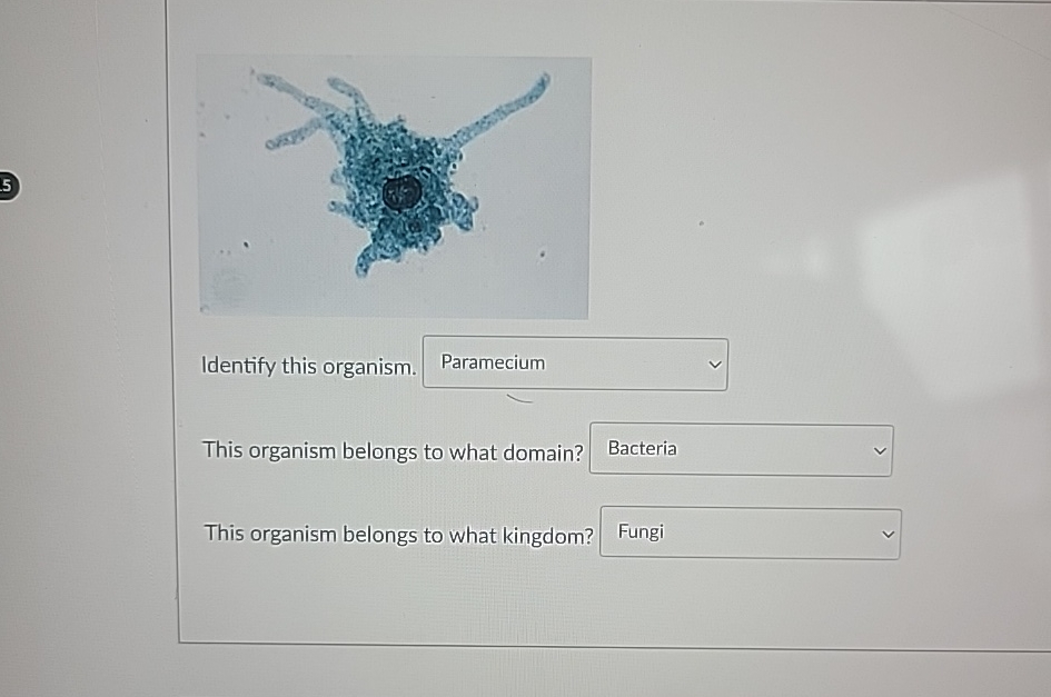 Solved Identify this organism.This organism belongs to what 