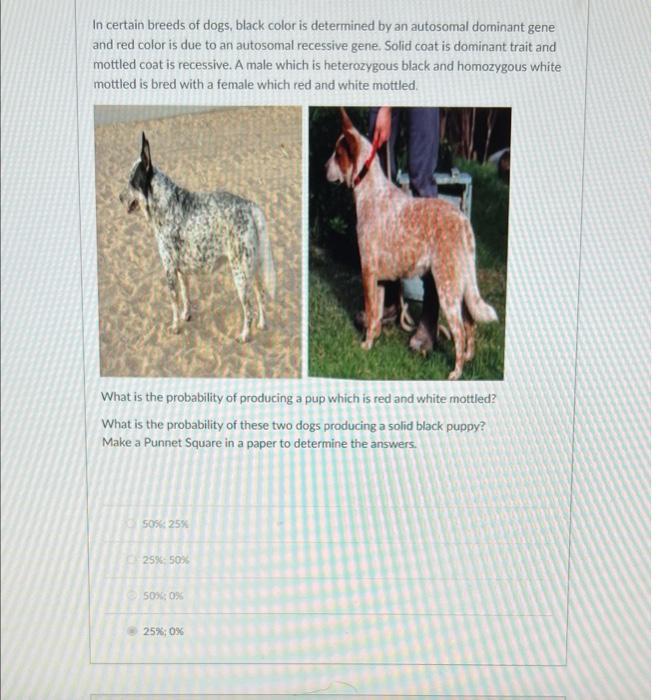 What Determines The Color Of A Dog