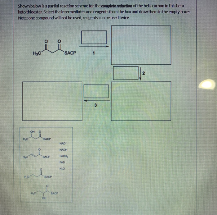 Solved Shown below is a partial reaction scheme for the | Chegg.com
