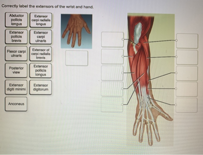 33 Correctly Label The Flexors Of The Wrist And Hand. - Labels Design